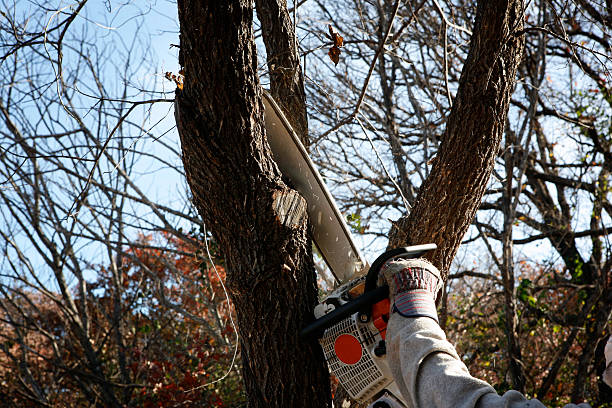 Burlington, CO Tree Care Company