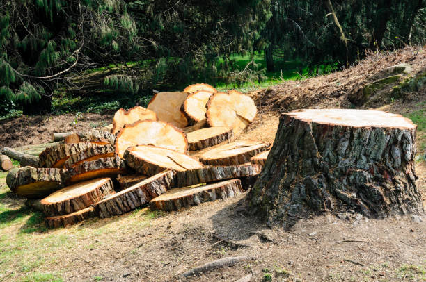 Best Tree Trimming and Pruning  in Burlington, CO